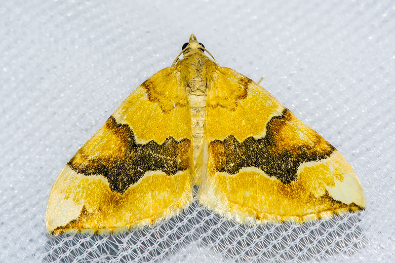 Cidaria fulvata - Geometridae
